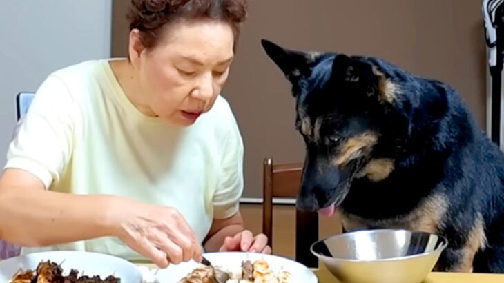 実家のおばあちゃんに犬を預けた結果、晩ご飯の時に…あまりにも尊い『まさかの光景』が186万再生「お行儀いい…」「なんて平和なの」と反響(ブログ)