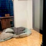 家に帰ったら『中庭にいるはずの大型犬』が行方不明に→リビングに行くと…『想定外の光景』が14万再生「何故ｗｗ」「顔が可愛くて笑う」と反響(ブログ)