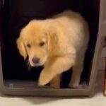 猫を見て育った大型犬の赤ちゃん→獲物を見つけた瞬間に…まさかの『影響を受け過ぎた行動』に9万いいね「完全に猫」「教えを守ってるんだね」(ブログ)