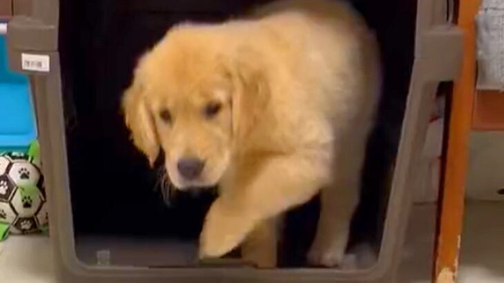 猫を見て育った大型犬の赤ちゃん→獲物を見つけた瞬間に…まさかの『影響を受け過ぎた行動』に9万いいね「完全に猫」「教えを守ってるんだね」(ブログ)