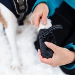 犬に靴を履かせるべき4つのケース　必要となる理由や選ぶときのポイントまで(ブログ)