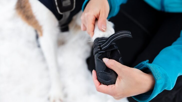 犬に靴を履かせるべき4つのケース　必要となる理由や選ぶときのポイントまで(ブログ)