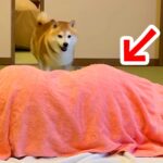 1年ぶりに旅館に来た犬→お布団の中に『大好きなお姉ちゃん』がいて…サプライズで見せた『尊い反応』が39万再生「臨場感すごいｗ」「最高」(ブログ)