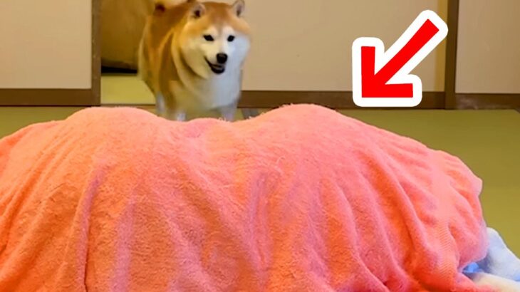 1年ぶりに旅館に来た犬→お布団の中に『大好きなお姉ちゃん』がいて…サプライズで見せた『尊い反応』が39万再生「臨場感すごいｗ」「最高」(ブログ)