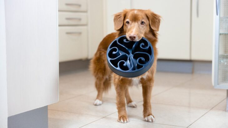 犬が執拗に『ごはんを欲しがる』理由4選　食べたばかりなのになぜ？適切な対応までご紹介(ブログ)