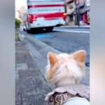 海外で単身赴任中のパパが一時帰国→愛犬と12日間過ごし、お別れの日…バスが出発した時に見せた『家族愛を感じる光景』に反響(ブログ)