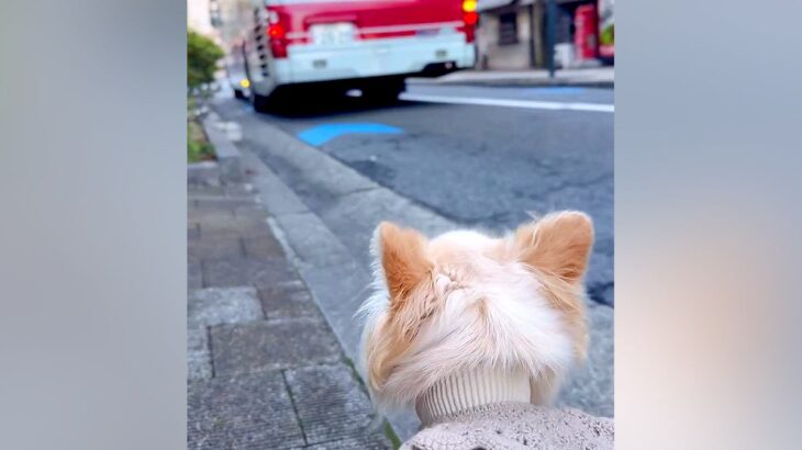 海外で単身赴任中のパパが一時帰国→愛犬と12日間過ごし、お別れの日…バスが出発した時に見せた『家族愛を感じる光景』に反響(ブログ)