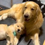 お母さん犬に甘える赤ちゃん犬→『隣で転がっている』と思っていたら…とんでもなく尊い『まさかの光景』が61万再生「可愛い…」「親子愛」(ブログ)