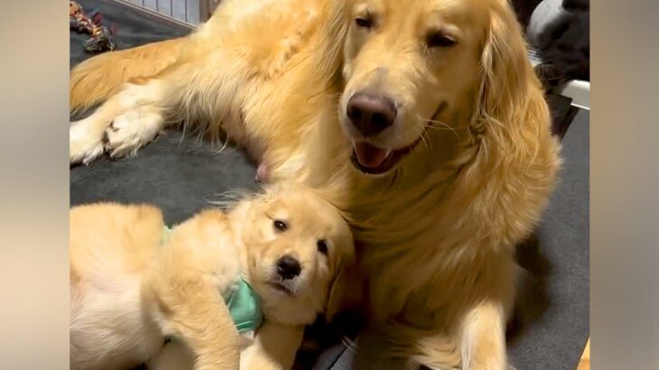 お母さん犬に甘える赤ちゃん犬→『隣で転がっている』と思っていたら…とんでもなく尊い『まさかの光景』が61万再生「可愛い…」「親子愛」(ブログ)
