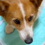 山に捨てられ、ボロボロ姿で歩いていた犬を保護→不安そうな表情で…涙が止まらない初日の様子が45万再生「泣いた」「出会えてよかった」と反響(ブログ)