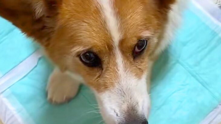 山に捨てられ、ボロボロ姿で歩いていた犬を保護→不安そうな表情で…涙が止まらない初日の様子が45万再生「泣いた」「出会えてよかった」と反響(ブログ)