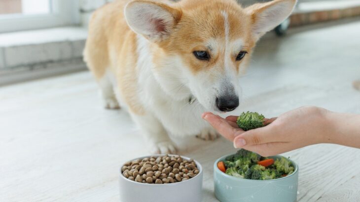 犬が健康的に暮らせる『生活習慣』3選　整えるべき理由から改善方法まで解説(ブログ)