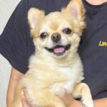 弟に抱っこされると笑顔になる犬→母がやってみると…差がありすぎる『表情の変化』が184万表示「どうしたのｗｗ」「違いすぎて草」と爆笑(ブログ)