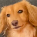 犬が吠える瞬間を撮影→だんだん控えめになっていって…思わず笑ってしまう『まさかの光景』が10万再生「口元ジワる」「なんかイケメンｗ」(ブログ)