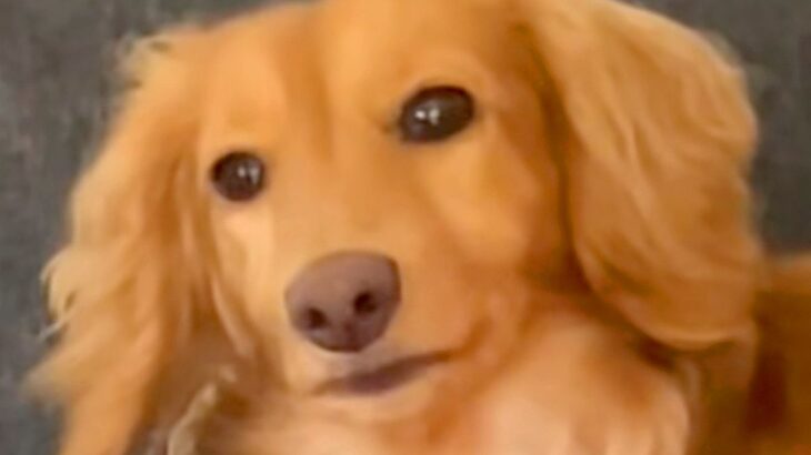 犬が吠える瞬間を撮影→だんだん控えめになっていって…思わず笑ってしまう『まさかの光景』が10万再生「口元ジワる」「なんかイケメンｗ」(ブログ)