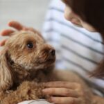 犬が飼い主をじーっと見つめる心理５選　愛犬が凝視してくるときの本音や注意点まで(ブログ)