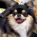 犬と一緒に買い物→『おもちゃコーナー』で立ち止まってしまい…絶対に買うしかない『ずるすぎる光景』が11万再生「貢いじゃうｗ」「心得てる」(ブログ)