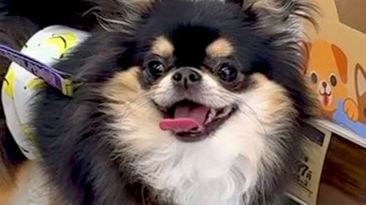 犬と一緒に買い物→『おもちゃコーナー』で立ち止まってしまい…絶対に買うしかない『ずるすぎる光景』が11万再生「貢いじゃうｗ」「心得てる」(ブログ)