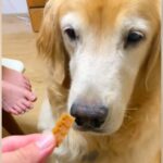 『ヨシ』と言ってもオヤツを食べない大型犬→なぜかと思ったら…涙が出るほど優しい『まさかの配慮』が34万再生「おしとやか」「泣いちゃう」(ブログ)