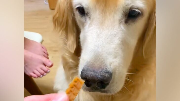 『ヨシ』と言ってもオヤツを食べない大型犬→なぜかと思ったら…涙が出るほど優しい『まさかの配慮』が34万再生「おしとやか」「泣いちゃう」(ブログ)