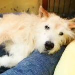 歩けなくなって2年が経ったおばあちゃん犬→車椅子に反応したので、乗せてみた結果…思わず泣ける『素敵な展開』に感動「嬉しそう」「涙出た」(ブログ)