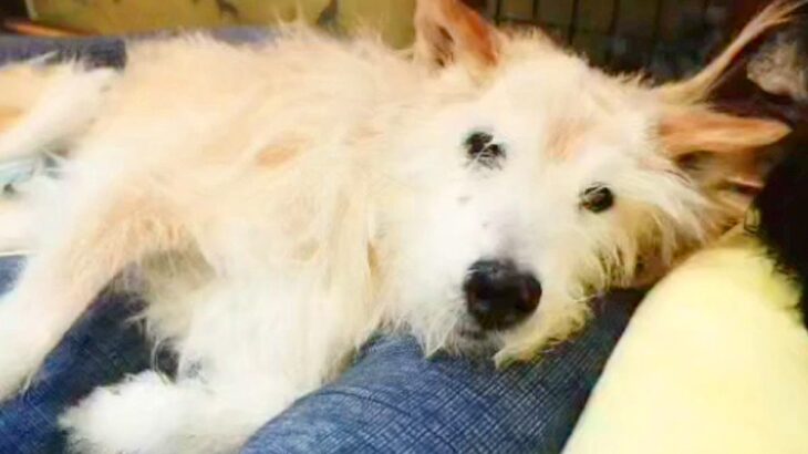 歩けなくなって2年が経ったおばあちゃん犬→車椅子に反応したので、乗せてみた結果…思わず泣ける『素敵な展開』に感動「嬉しそう」「涙出た」(ブログ)