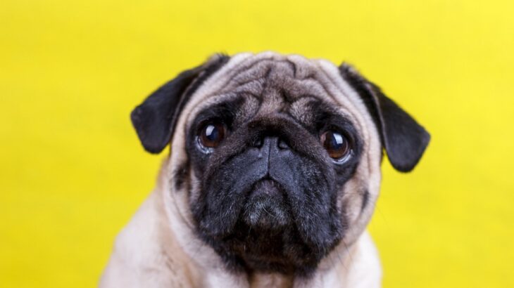 犬が『悲しい表情』で見つめてくるときの心理3つ　愛犬が伝えたい気持ちから適切な寄り添い方まで(ブログ)