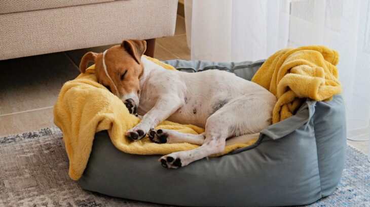 犬を『寝かせてはいけない』場所５選　NGな寝床が引き起こす危険なトラブルとは？(ブログ)