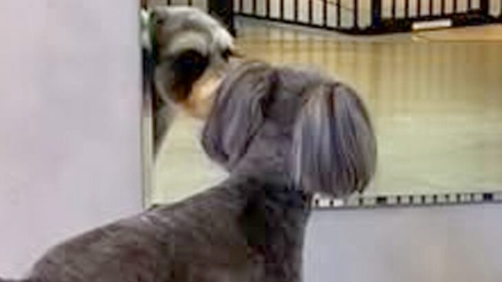 犬をトリミングに連れて行った結果→鏡の前へ行き…まるで人間？女子力が高すぎる『まさかの光景』に反響「凄くかわいい」「鏡分かっててすごい」(ブログ)