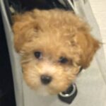 お出かけバッグから顔を出す『生後3ヶ月の赤ちゃん犬』→知らない犬とすれ違うと…想定外の行動に1万いいね集まる「残像がｗｗ」「かわいい」(ブログ)