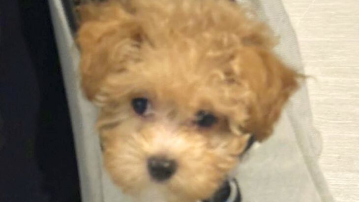 お出かけバッグから顔を出す『生後3ヶ月の赤ちゃん犬』→知らない犬とすれ違うと…想定外の行動に1万いいね集まる「残像がｗｗ」「かわいい」(ブログ)