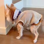 17歳の老犬が『認知症になった』結果→愛おしくてたまらない『尊い行動の数々』が147万再生「長生きしてね」「全部わかる」と共感の声も(ブログ)