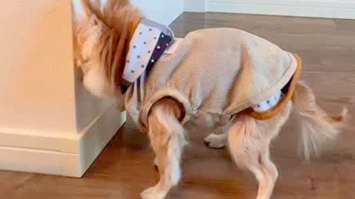 17歳の老犬が『認知症になった』結果→愛おしくてたまらない『尊い行動の数々』が147万再生「長生きしてね」「全部わかる」と共感の声も(ブログ)