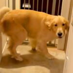 宅配のお兄さんに撫でてもらった大型犬→『まだ近くにいる』と勘違いして…まさかの行動が29万再生「嬉しい余韻がｗ」「転職しようかな」と反響(ブログ)