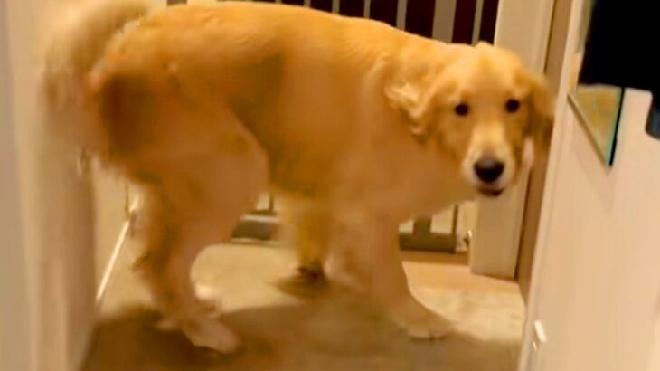 宅配のお兄さんに撫でてもらった大型犬→『まだ近くにいる』と勘違いして…まさかの行動が29万再生「嬉しい余韻がｗ」「転職しようかな」と反響(ブログ)