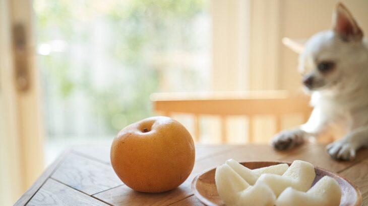 愛犬と一緒に味わえる『秋の味覚』5選　与えるメリットや量の目安、注意すべきことまで(ブログ)