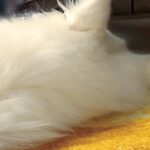 肩こり改善のために『高級枕』を購入→一緒に寝ていた犬が…思っていたのと違う『まさかの光景』に7万いいね「笑うｗ」「品質が証明された」(ブログ)