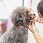 『トリミングサロンで断られる犬』の共通点５選　主な特徴や受け入れてもらえない場合の対応策まで(ブログ)