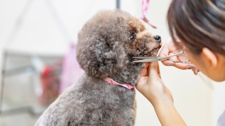 『トリミングサロンで断られる犬』の共通点５選　主な特徴や受け入れてもらえない場合の対応策まで(ブログ)