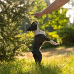 犬の『二足歩行』が絶対NGな理由４選　重篤な症状を引き起こす可能性や危険な病気のリスクまで(ブログ)