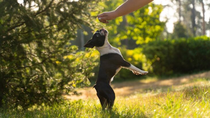 犬の『二足歩行』が絶対NGな理由４選　重篤な症状を引き起こす可能性や危険な病気のリスクまで(ブログ)