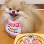 お誕生日ケーキを目の前にした犬→『美味しそう』と大喜びして…丁寧すぎる『まさかの確認』に3万いいね「可愛すぎるｗｗ」「プロの味見係ｗ」(ブログ)