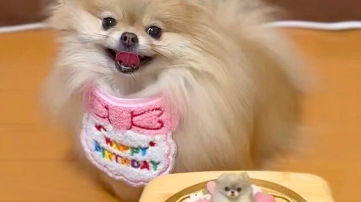 お誕生日ケーキを目の前にした犬→『美味しそう』と大喜びして…丁寧すぎる『まさかの確認』に3万いいね「可愛すぎるｗｗ」「プロの味見係ｗ」(ブログ)