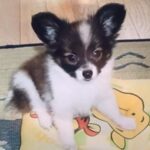 19年間、息子と娘と一緒に『犬を大切に育てた』結果…涙が出るほど愛おしい『成長記録』が8万再生「号泣した」「宝物がいっぱい」と感動の声(ブログ)