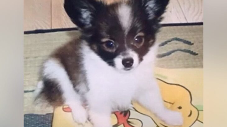 19年間、息子と娘と一緒に『犬を大切に育てた』結果…涙が出るほど愛おしい『成長記録』が8万再生「号泣した」「宝物がいっぱい」と感動の声(ブログ)