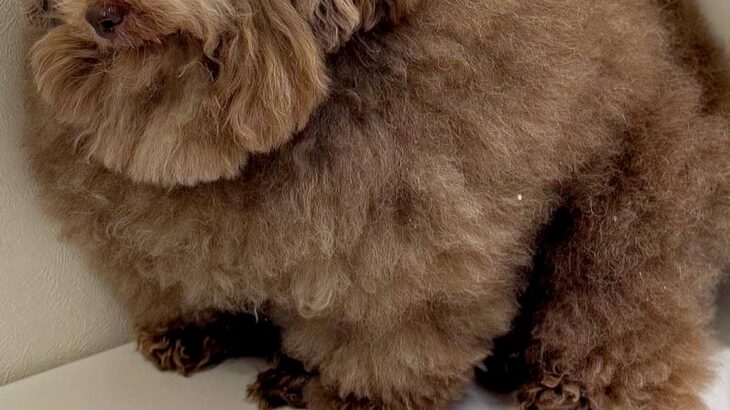 お風呂が苦手な犬→『入れられる』と気づいた瞬間に…絶望感が漂う『まさかの表情』が473万表示「人減すぎるｗ」「魂抜けてて草」と爆笑の声(ブログ)