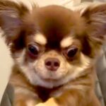 テーブルの上のチーズが欲しい犬→両手を伸ばして…まさかの『ウルトラマン化してしまう光景』が218万再生「顔ｗｗ」「可愛すぎて声出た」(ブログ)