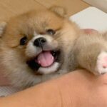 『タヌキのような見た目の赤ちゃん犬が…』3年後→想定外だった『成長ビフォーアフター』に5万いいね「たぬきできつねで犬」「最高」と絶賛(ブログ)