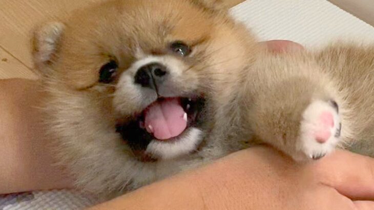 『タヌキのような見た目の赤ちゃん犬が…』3年後→想定外だった『成長ビフォーアフター』に5万いいね「たぬきできつねで犬」「最高」と絶賛(ブログ)