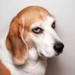 犬が不機嫌になる『飼い主の行動』4つ　見直すべき習慣や仲直りするためのコツをご紹介(ブログ)